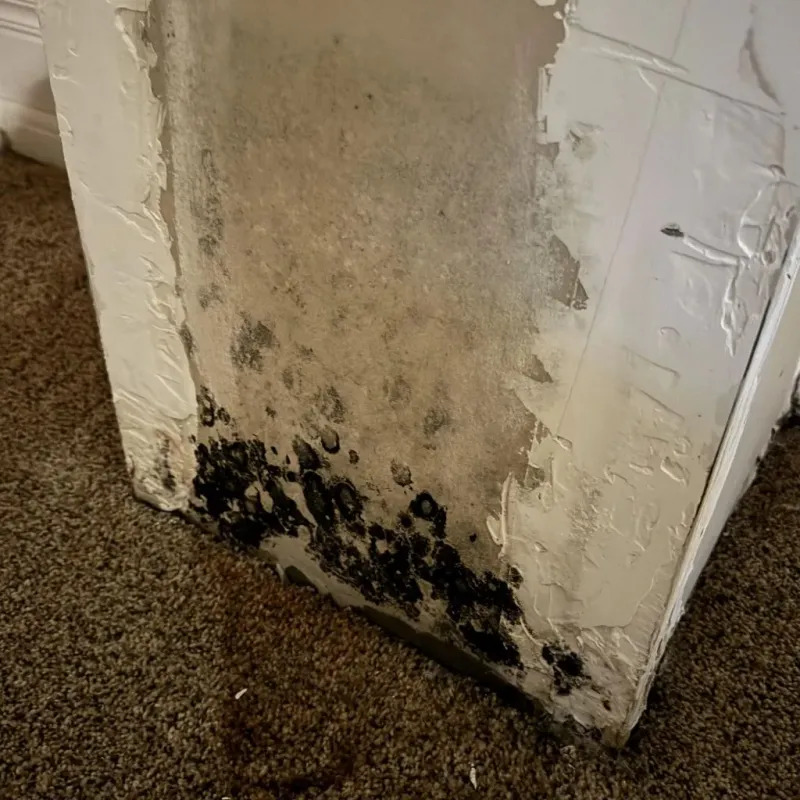 Professional Mold Removal in New Hope, AL
